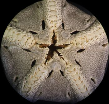 Media type: image; Invertebrate Zoology OPH-6151